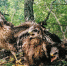 Окольцованный воронежский канюк нашелся под Белгородом через 12 лет - РИА Воронеж