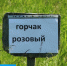 Посевам на юге Воронежской области угрожает сорняк-убийца - ГТРК
