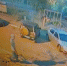 Жители Воронежской области сняли на видео издевательства мужчины над кошкой - Slovosti.Ru