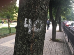 Деревья Воронежа Фото