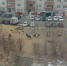 Воронежцы сфотографировали гулявших по двору лошадей - РИА Воронеж