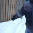 У коммунистов под Воронежем снег стал красным - VrnTimes.Ru