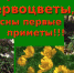 «Скворушка» и «Первоцвет» помогут сберечь воронежскую природу - Единая Россия