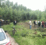 Жители воронежского микрорайона Репное остановили уничтожавшую деревья технику - РИА Воронеж
