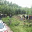 Силовики возбудили дело о незаконной вырубке леса в воронежском микрорайоне Репное - Voronezh-News.Net