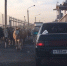 Толпа телок на воронежской плотине испугала автомобилистов - Bloknot-Voronezh.Ru