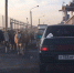 Толпа телок на воронежской плотине испугала автомобилистов - Voronezh-News.Net