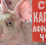 О регистрации африканской чумы свиней (АЧС) на территории Краснодарского и Ставропольского краев - Россельхознадзор