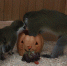 Питомцев Воронежского зоопарка накормили тыквой в честь Хэллоуина - Voronezh-News.Net