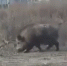 Пугающего людей кабана сняли на видео под Воронежем - Voronezh-News.Net