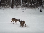 Добывающих воду косуль засекли камеры Воронежского заповедника
