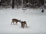 Добывающих воду косуль засекли камеры Воронежского заповедника