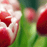 http://www.fss.vrn.ru/uploads/post/07060319.jpeg - ВРО ФСС РФ