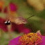 В Воронежском заповеднике разгадали тайну «живого НЛО» - Voronezh-News.Net