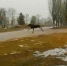 На видео попал забег лосихи по воронежскому селу - Voronezh-News.Net