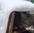 Уникальный кошачий городок построили в воронежском селе - Voronezh-News.Net