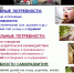 Лев, лисица и лимон: стартовал фестиваль науки КСТАТИ online - ИЦАЭ