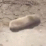 Воронежцы сняли на видео растерянного слепыша на поверхности земли - Voronezh-News.Net