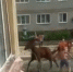 Под Воронежем на глазах у детей мужчина истязал лошадь - Обозреватель.Врн