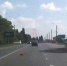 Котенок выпал из движущегося автомобиля на оживленной дороге в Воронежской области - Voronezh-News.Net