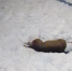 Воронежцы рассказали о выброшенной из окна в новогоднюю ночь собаке - РИА Воронеж