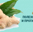 Интернет-проект «Вестник ЗОЖ». Имбирь: правда и вымысел. Открываем секреты самого популярного средства профилактики простуд - Медицинский Университет им. Н.Н. Бурденко