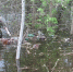 В воронежском заповеднике горы мусора ушли под воду из-за разлива реки - ГТРК Воронеж