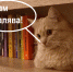 Положи приманку в кота-малявочника и он поймает тебе рыбу - Bloknot-Voronezh.Ru