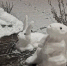 Символ Нового года из снега появился в Воронеже - Bloknot-Voronezh.Ru