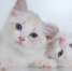 <p>Котята-близнецы</p> - МОЁ! Online
