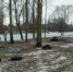 Под Воронежем на берегу Усманки срубили 49 деревьев — полиция ищет виновных - В курсе