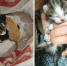 <p>Брошенные котята</p> - МОЁ! Online