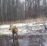 Фотоловушка сняла утопающего в огромной луже волка в Воронежском заповедника - ГТРК Воронеж