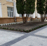 Во время благоустройства сквера Бунина повредили дерево - Городская справка 077