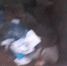 Непонятный крысиный движ попал на видео в Воронеже - Bloknot-Voronezh.Ru
