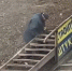 Необычный поступок пожилого мужчины покорил сердца воронежцев - Bloknot-Voronezh.Ru