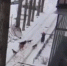 Стая бездомных собак напала на женщину в Центральном районе Воронежа - ГТРК Воронеж