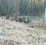 Рысь снова попалась в фотоловушку в воронежском заповеднике - ГТРК Воронеж