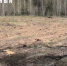 Общественники призвали проверить вырубку сосен в Воронеже - Bloknot-Voronezh.Ru