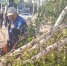 Из-за урагана более 80 деревьев и 4 столба рухнули в Воронеже - Обозреватель.Врн