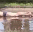 На водные процедуры парня в луже на Машмете обратили внимание воронежцы - ВестиПК в Воронеже