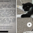 Девятилетнего Ваську с пулей в теле и переломом ищут в Воронежской области - Bloknot-Voronezh.Ru