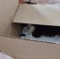 Спасённый котёнок - МОЁ! Online