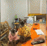 «Окружают вниманием, любят поговорить». В преддверии Международного дня кошек воронежцы рассказали о своих питомцах - РИА Воронеж