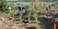 В Воронежской области за 5 лет высадили более 11 тыс га лесов - РИА Воронеж