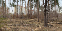 «Ситуация пока тупиковая»: губернатор Воронежской области – о сохранении Северного леса - РИА Воронеж