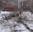 Суровая погода привела к падению дерева возле школы в Воронеже - Bloknot-Voronezh.Ru