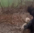 Спасение собаки из ямы сняли на видео в Воронеже - РИА Воронеж