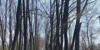 https://36.rospotrebnadzor.ru/download/subb_15_04_2025.jpg - Роспотребнадзор