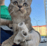 В Воронеже кота закрыли в коробке и выкинули в мусорный бак - ГТРК Воронеж